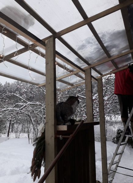 Кошки в нашей жизни. Кошки и все, что с ними связано.