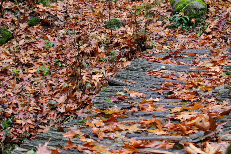Эмиграция в Болгарию или доярка из Георгиевки