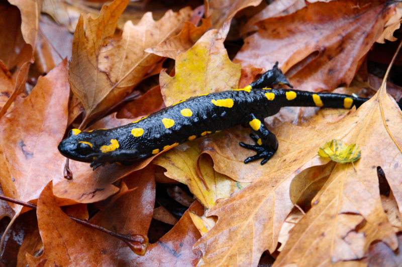 Эмиграция в Болгарию или доярка из Георгиевки
