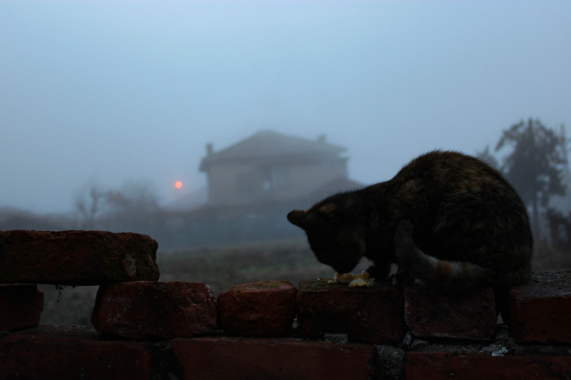 Эмиграция в Болгарию или доярка из Георгиевки