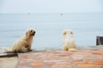 Ханой-Сапа-Халонг-Далат-Муй Не-Хо Ши Мин. Отчет. Ноябрь 2011. Много фото! Ханой-Сапа-Халонг-Далат-Муй Не-Хо Ши Мин. Отчет. Ноябрь 2011. Много фото!