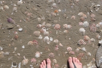 Ханой-Сапа-Халонг-Далат-Муй Не-Хо Ши Мин. Отчет. Ноябрь 2011. Много фото! Ханой-Сапа-Халонг-Далат-Муй Не-Хо Ши Мин. Отчет. Ноябрь 2011. Много фото!