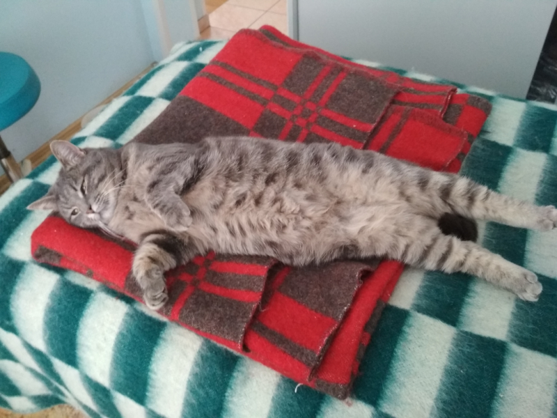 Кошки в нашей жизни. Кошки и все, что с ними связано.