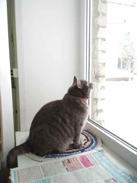 Кошки в нашей жизни. Кошки и все, что с ними связано.