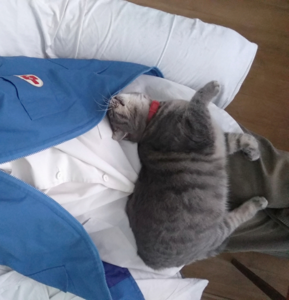 Кошки в нашей жизни. Кошки и все, что с ними связано.