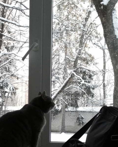 Кошки в нашей жизни. Кошки и все, что с ними связано.