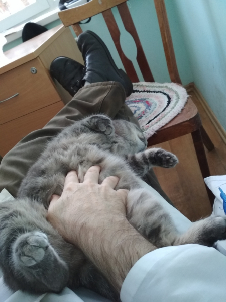 Кошки в нашей жизни. Кошки и все, что с ними связано.