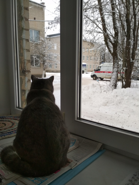 Кошки в нашей жизни. Кошки и все, что с ними связано.