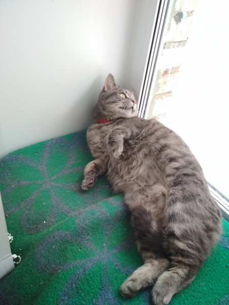 Кошки в нашей жизни. Кошки и все, что с ними связано.