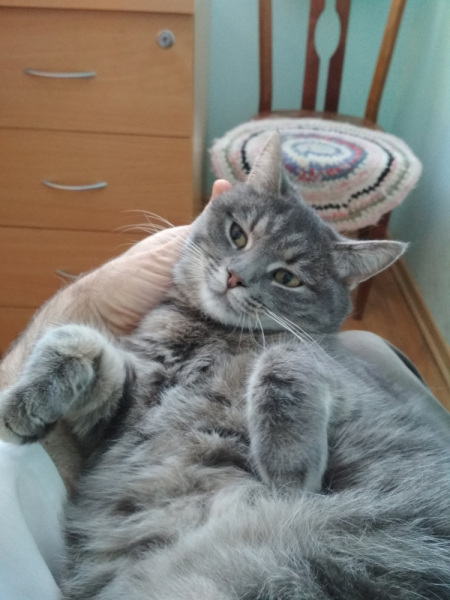 Кошки в нашей жизни. Кошки и все, что с ними связано.