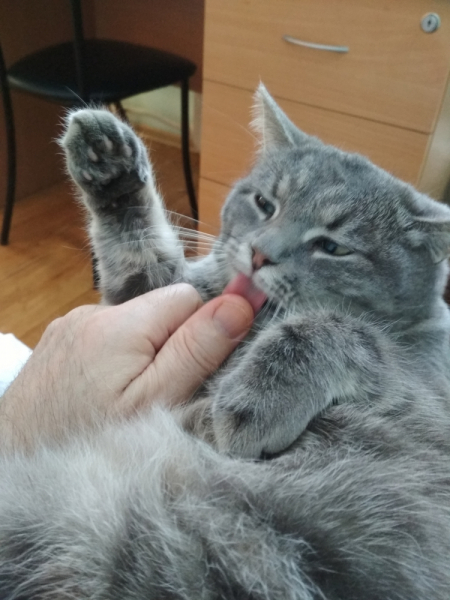 Кошки в нашей жизни. Кошки и все, что с ними связано.