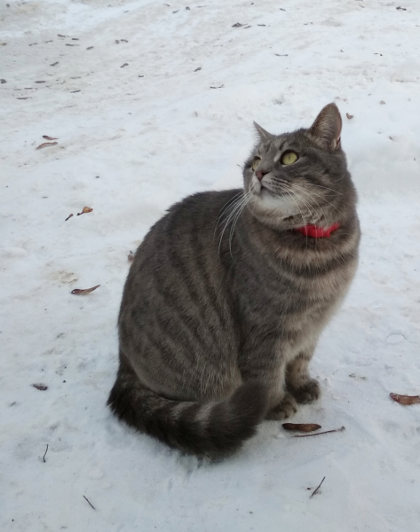 Кошки в нашей жизни. Кошки и все, что с ними связано.