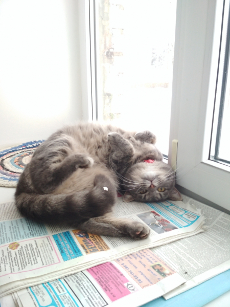 Кошки в нашей жизни. Кошки и все, что с ними связано.