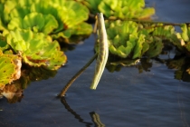 Ханой-Сапа-Халонг-Далат-Муй Не-Хо Ши Мин. Отчет. Ноябрь 2011. Много фото! Ханой-Сапа-Халонг-Далат-Муй Не-Хо Ши Мин. Отчет. Ноябрь 2011. Много фото!