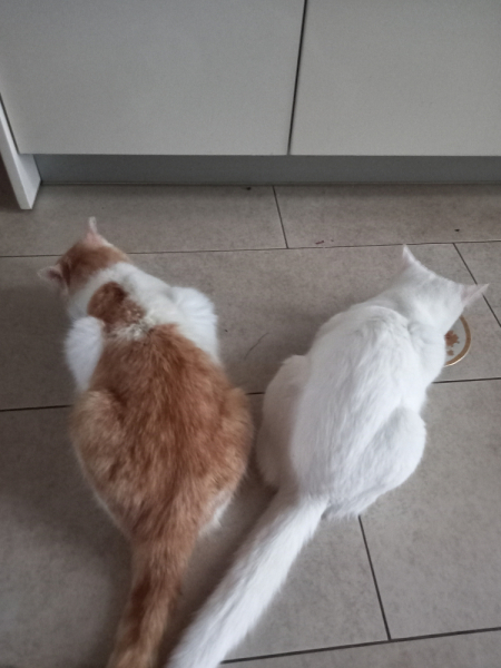 Кошки в нашей жизни. Кошки и все, что с ними связано.