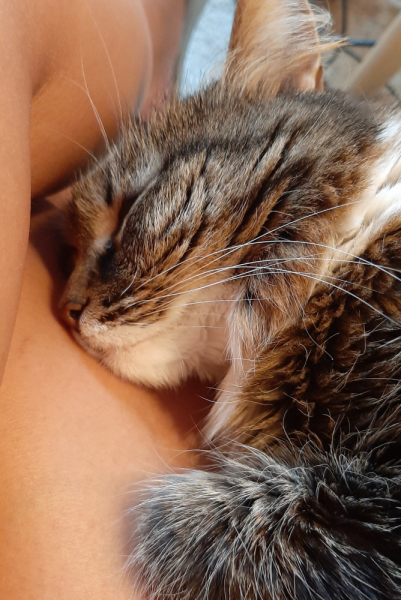 Кошки в нашей жизни. Кошки и все, что с ними связано.