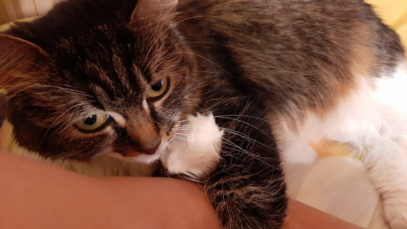 Кошки в нашей жизни. Кошки и все, что с ними связано.