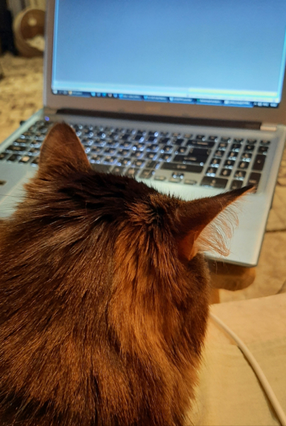 Кошки в нашей жизни. Кошки и все, что с ними связано.