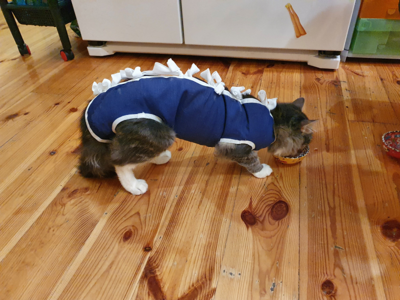 Кошки в нашей жизни. Кошки и все, что с ними связано.