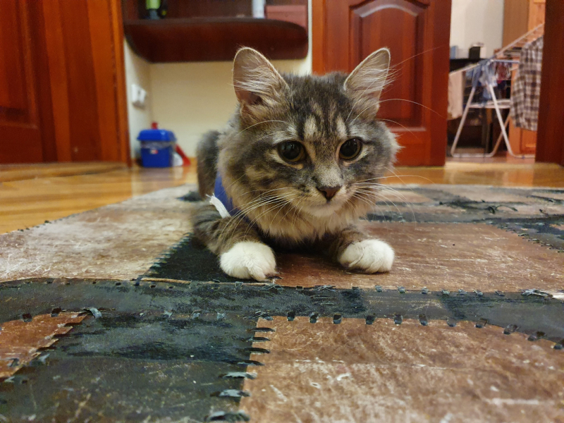 Кошки в нашей жизни. Кошки и все, что с ними связано.