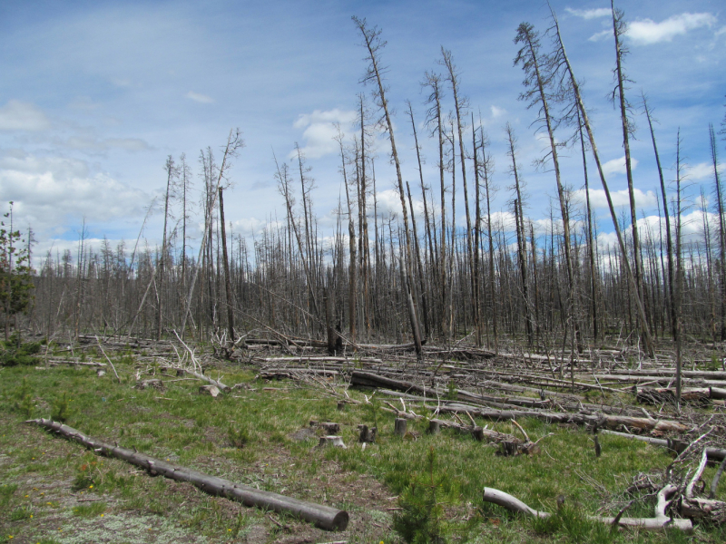 Вело Йеллоустон и Гранд Титон 2017г