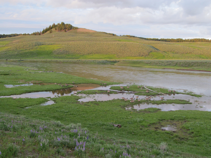 Вело Йеллоустон и Гранд Титон 2017г
