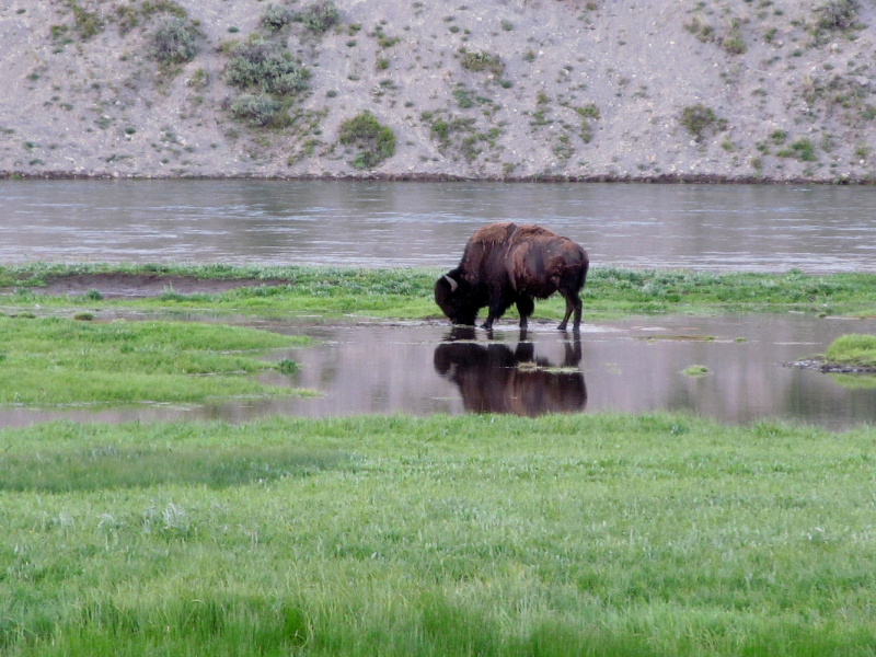 Вело Йеллоустон и Гранд Титон 2017г