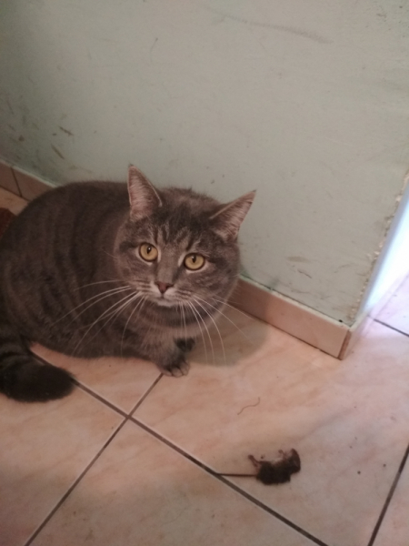 Кошки в нашей жизни. Кошки и все, что с ними связано.