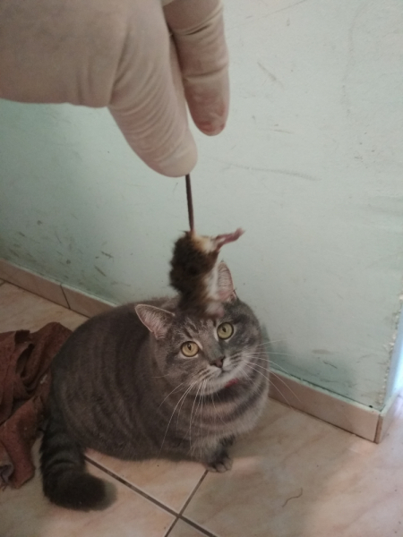 Кошки в нашей жизни. Кошки и все, что с ними связано.