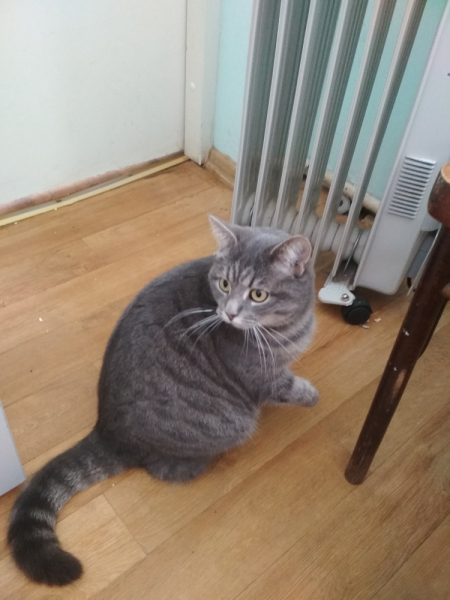 Кошки в нашей жизни. Кошки и все, что с ними связано.