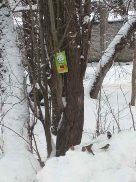 Кошки в нашей жизни. Кошки и все, что с ними связано.