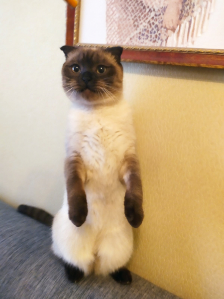 Кошки в нашей жизни. Кошки и все, что с ними связано.