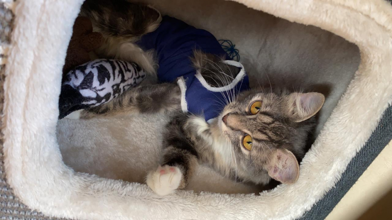 Кошки в нашей жизни. Кошки и все, что с ними связано.