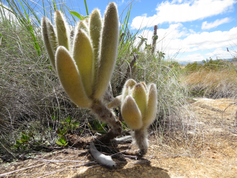 Мадагаскар-2020: Из крайности в крайность