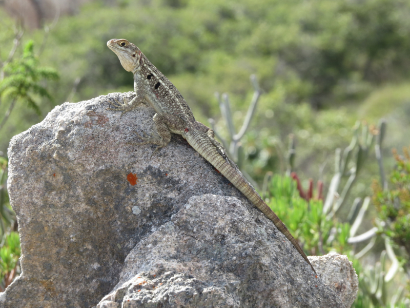Мадагаскар-2020: Из крайности в крайность