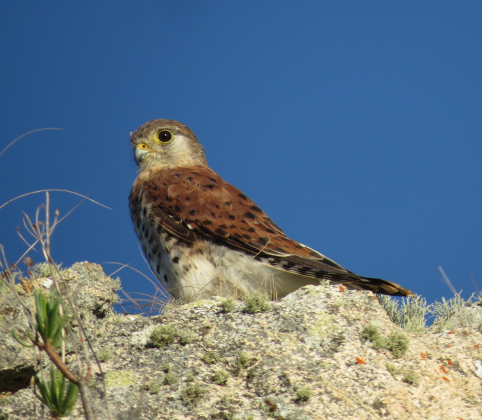 Мадагаскар-2020: Из крайности в крайность