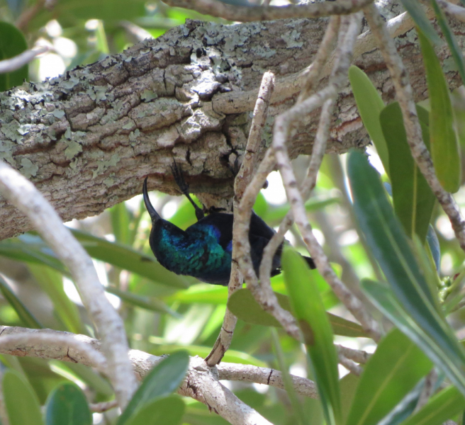 Мадагаскар-2020: Из крайности в крайность