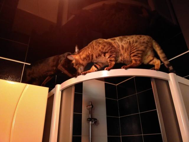 кот