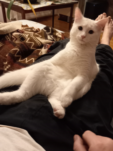 Кошки в нашей жизни. Кошки и все, что с ними связано.