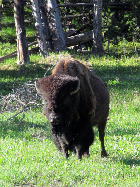 Вело Йеллоустон и Гранд Титон 2017г