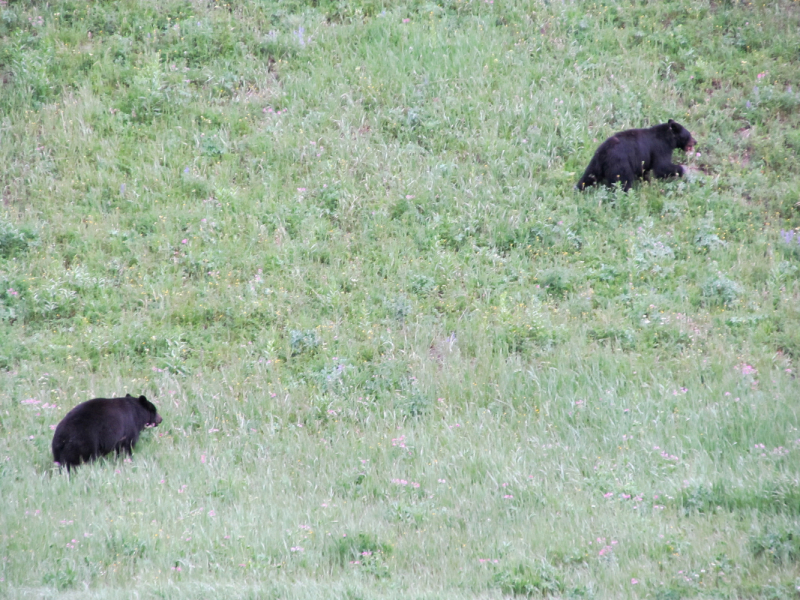 Вело Йеллоустон и Гранд Титон 2017г