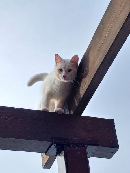 Кошки в нашей жизни. Кошки и все, что с ними связано.