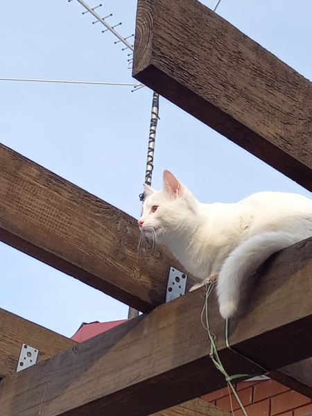 Кошки в нашей жизни. Кошки и все, что с ними связано.