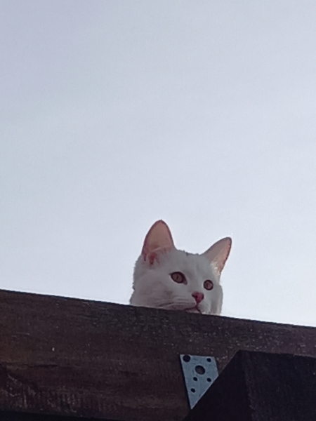 Кошки в нашей жизни. Кошки и все, что с ними связано.