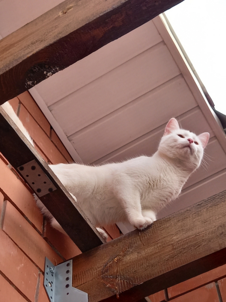 Кошки в нашей жизни. Кошки и все, что с ними связано.