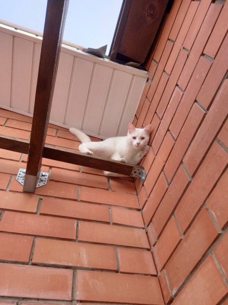 Кошки в нашей жизни. Кошки и все, что с ними связано.