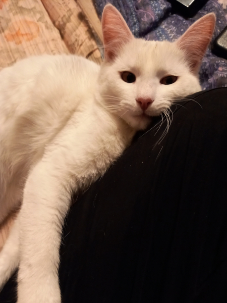 Кошки в нашей жизни. Кошки и все, что с ними связано.