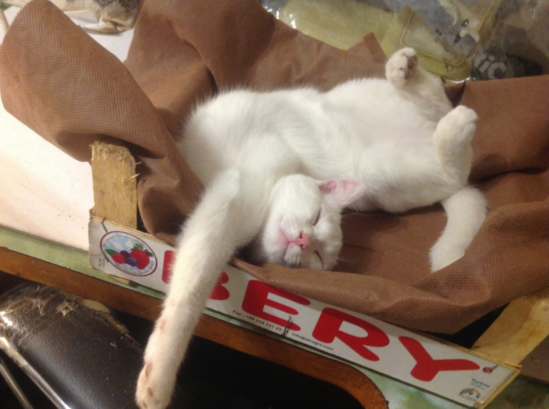 Кошки в нашей жизни. Кошки и все, что с ними связано.