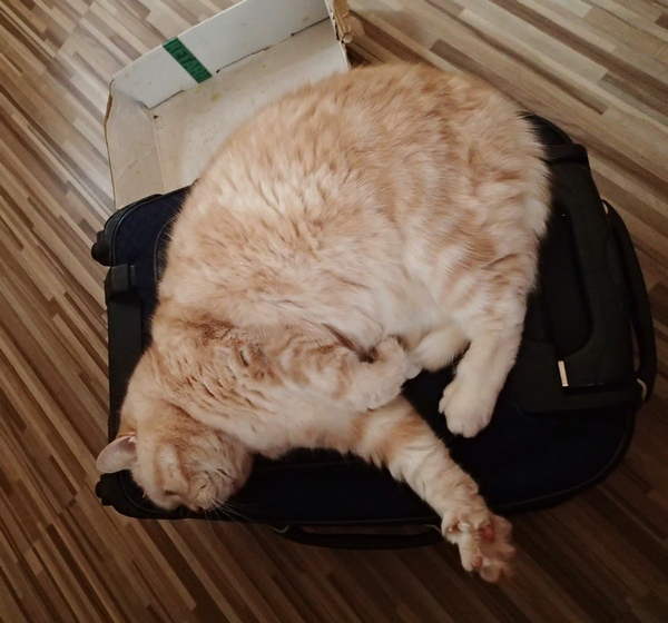 Кошки в нашей жизни. Кошки и все, что с ними связано.