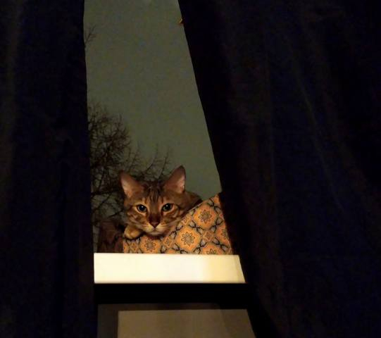 кот